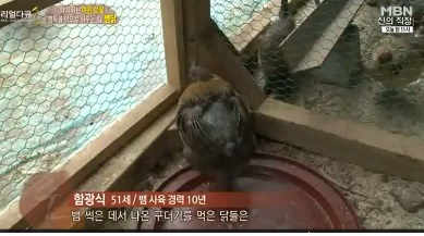 6개월 이상 약닭(뱀 닭)